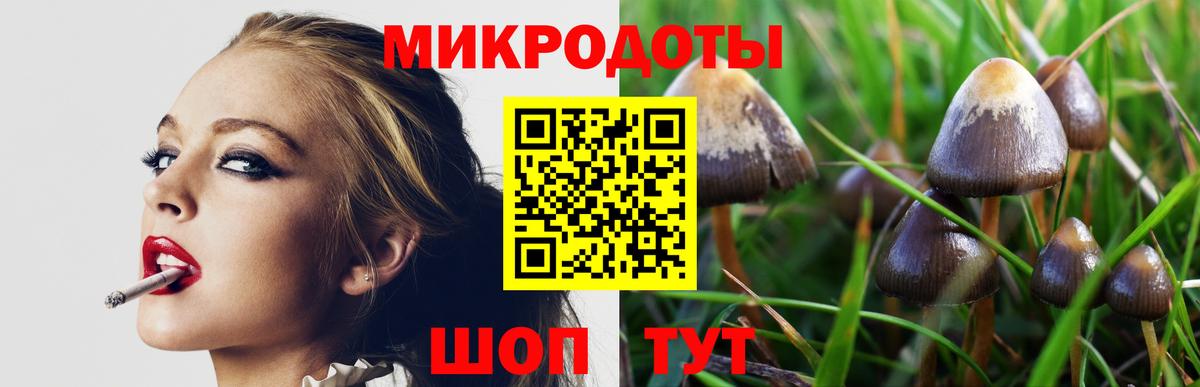 Галлюциногенные грибы Psilocybe Крымск